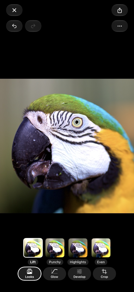 The Looks tab, with five shapes along the bottom of the photograph.