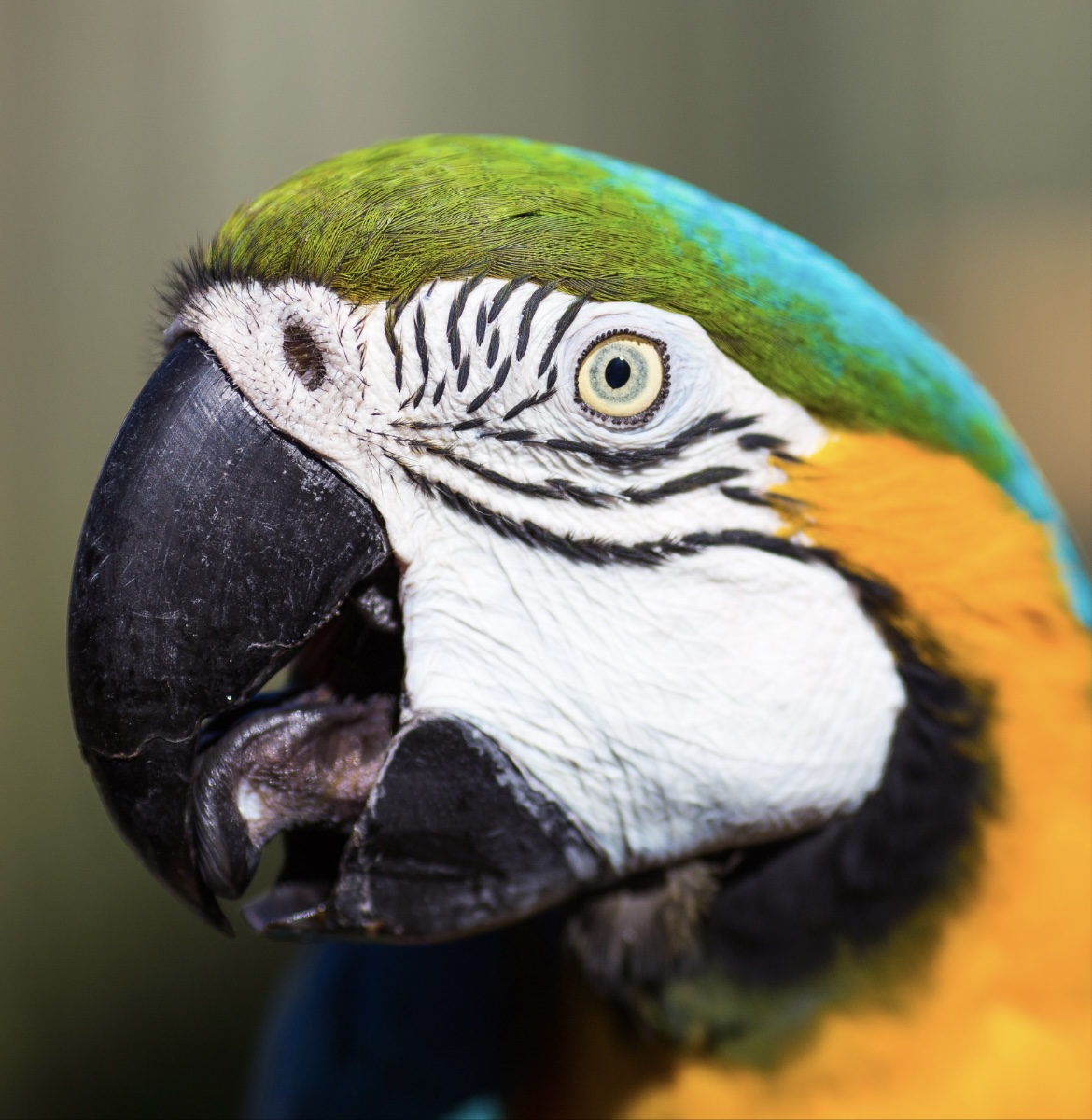 The same macaw after Glowplume, carrying a gain map two stops above white.