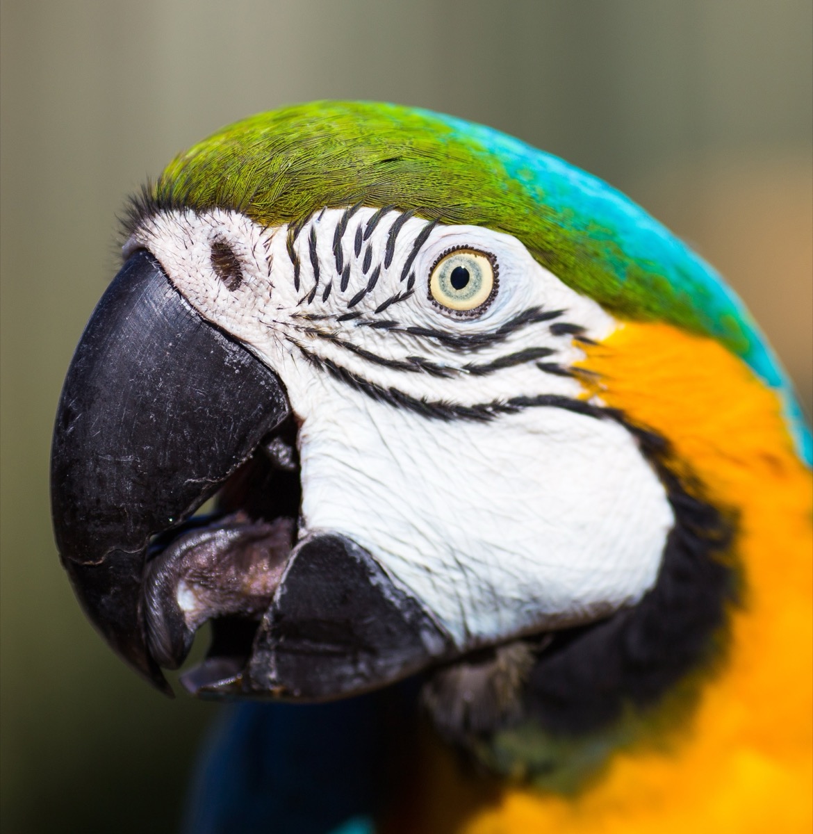 A macaw, developed without a gain map.